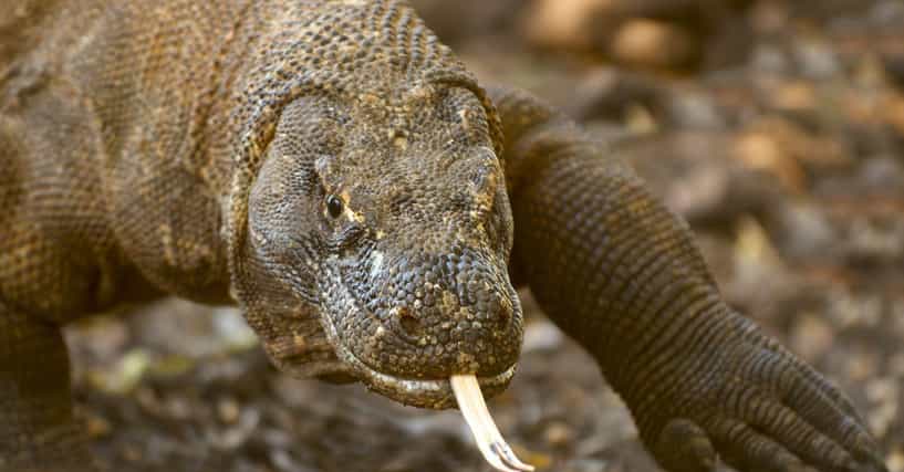 11 Animals That Eat Things Way, Way Bigger Than They Are