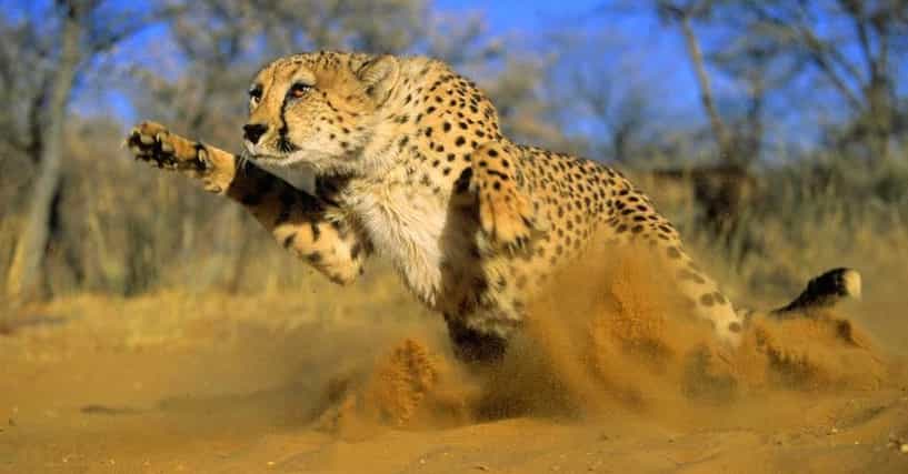 The Fastest Animals In The World