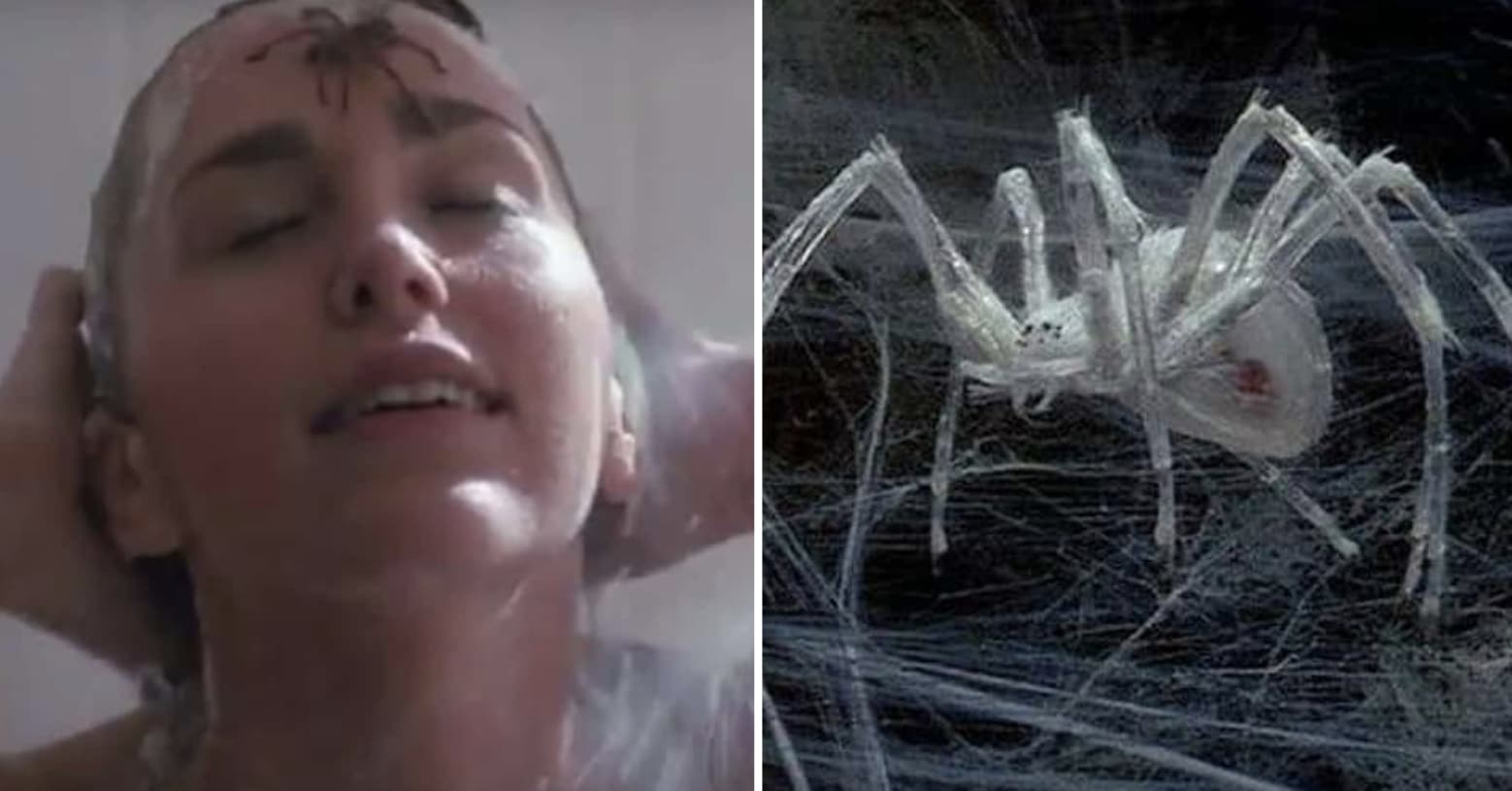 Terrifying Spider Scenes That Trap You In Their Web
