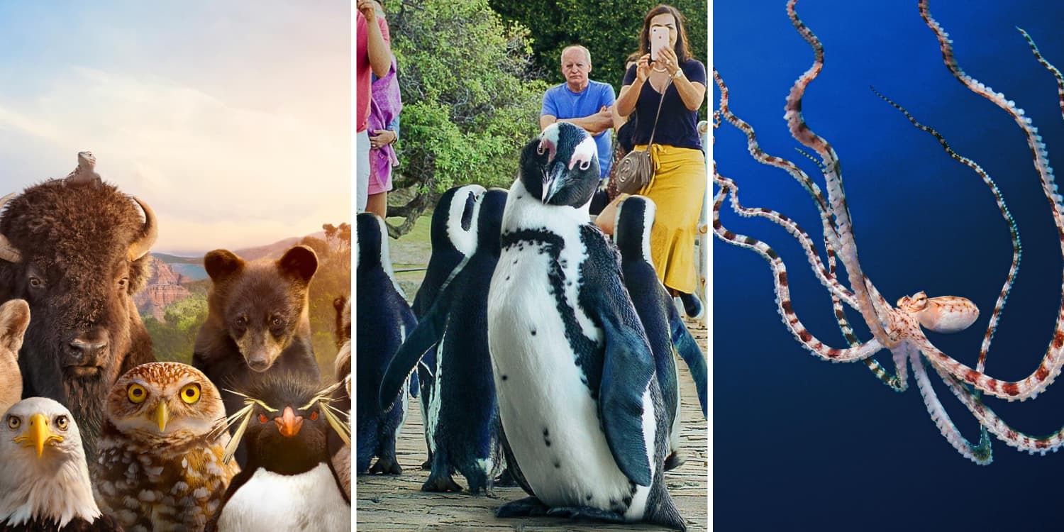 The Best Nature Documentaries Narrated By Celebrities Other Than Attenborough, Ranked