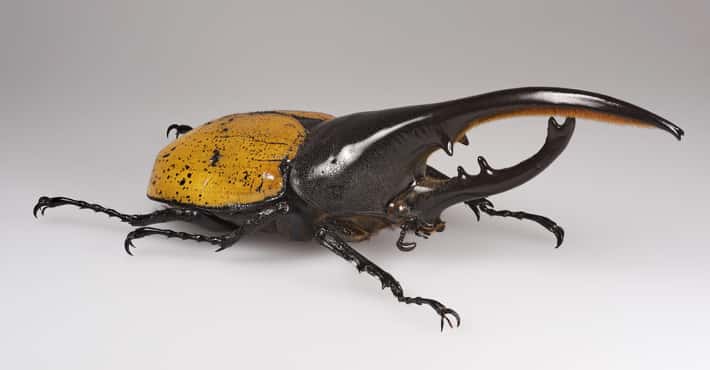 Awesome-Looking Exotic Bugs