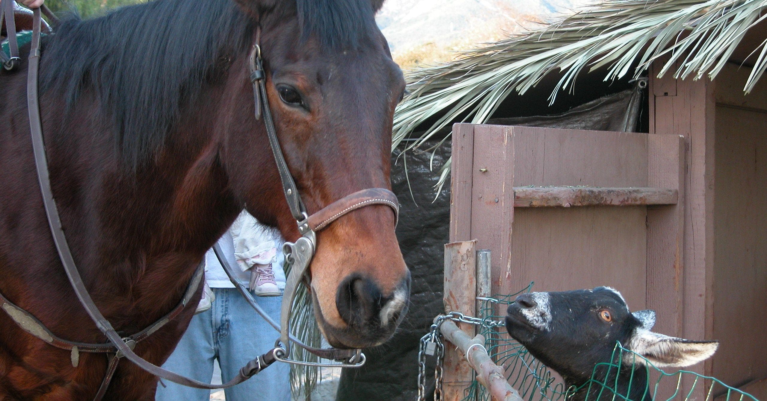 Wholesome Facts That Keep Us Going When We Need A Boost