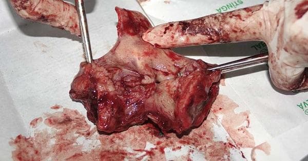 Asian public bus sex