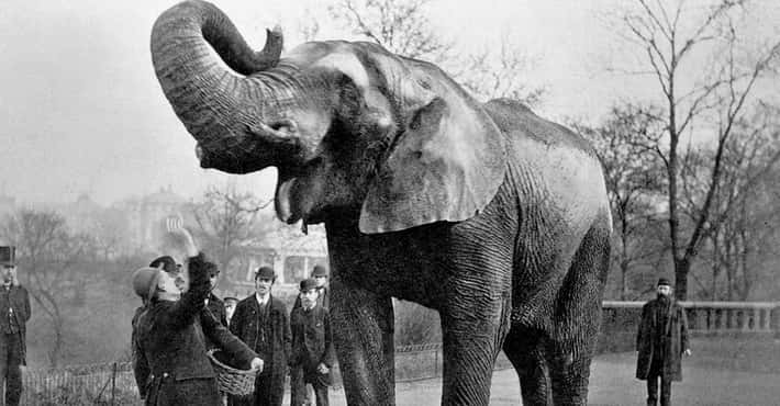 The Bittersweet Story of Jumbo the Elephant