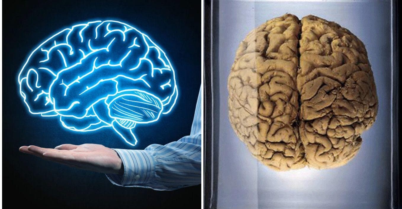 Удивительный мозг человека. Интересные факты о мозге. Тайны человеческого мозга. O brain