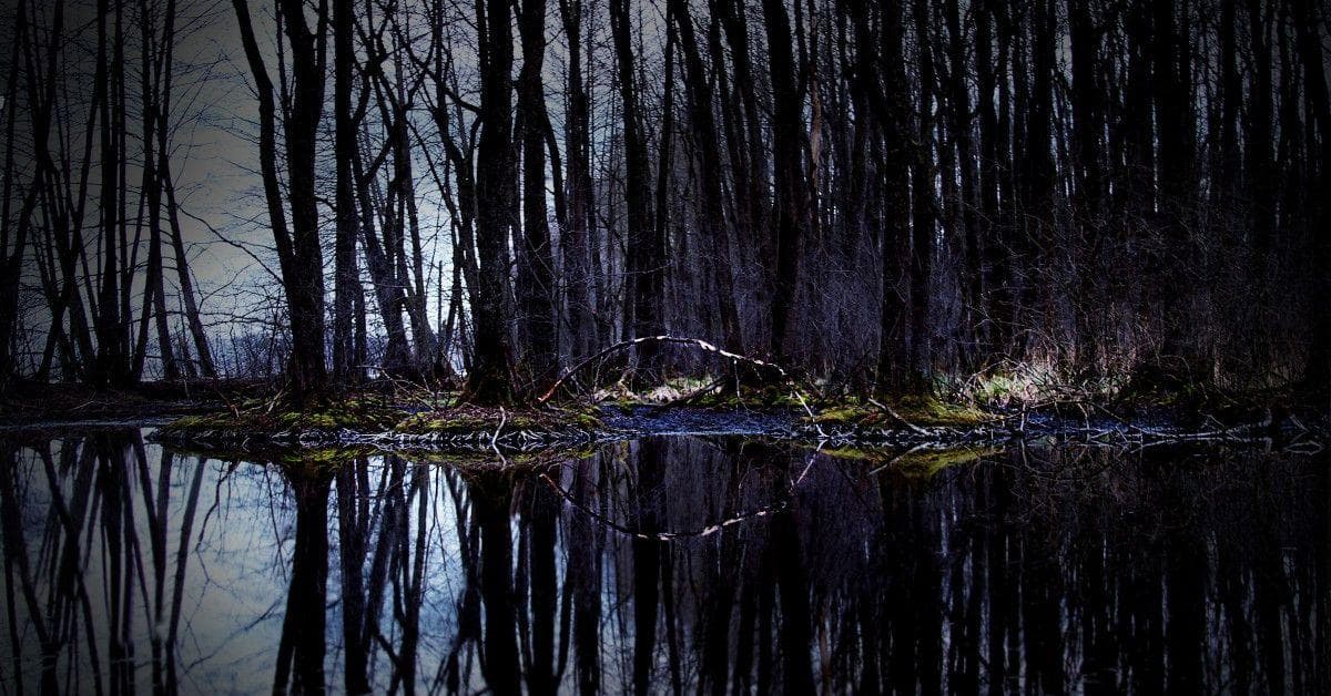 creepy swamp