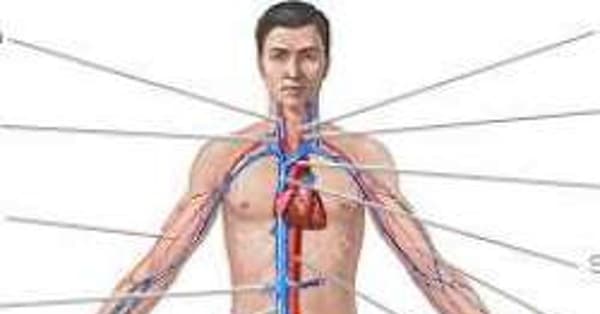 List of Diseases Affecting the Circulatory System