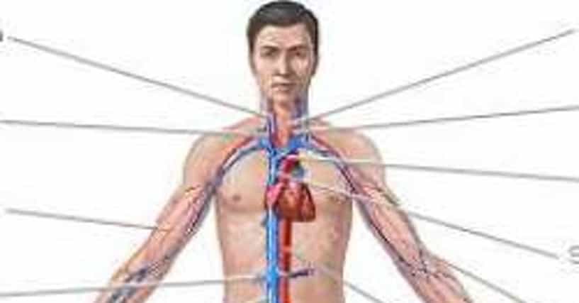 List of Diseases Affecting the Circulatory System