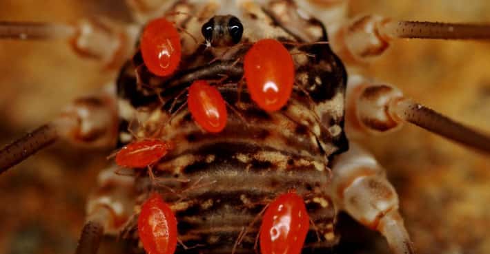 11 Bugs That Will Lay Their Eggs Inside You