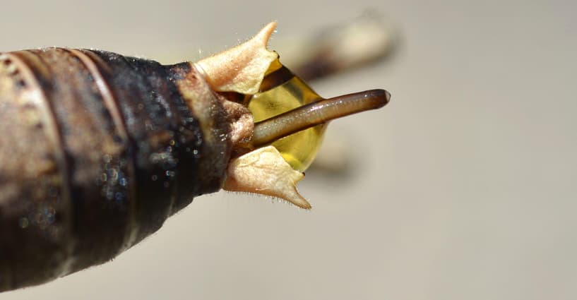 download horsehair worm in humans