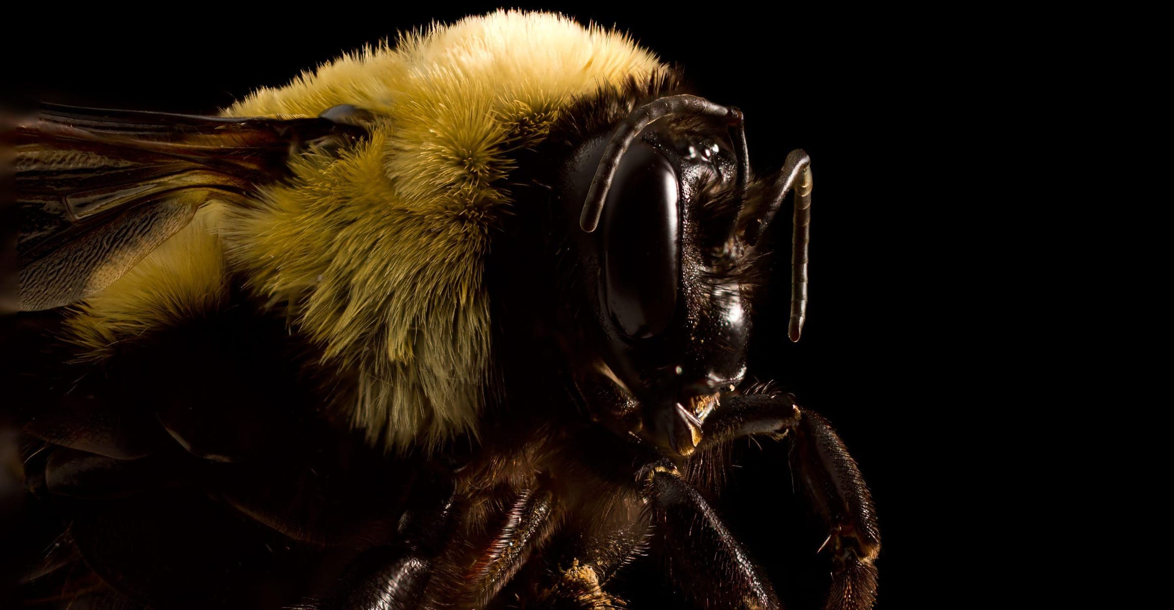 The life of a queen bee – Just Bee Honey