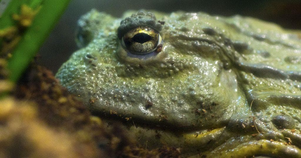 The Biggest Frogs In The World And The Largest Toads On Planet Earth