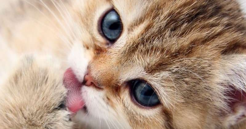 Cute Kitten Breeds List Of Cutest Types Of Kittens