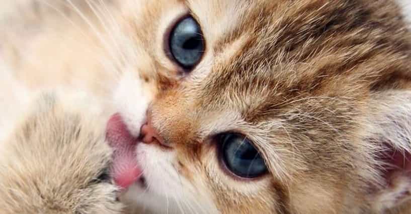 Cute Kitten Breeds | List of Cutest Types of Kittens
