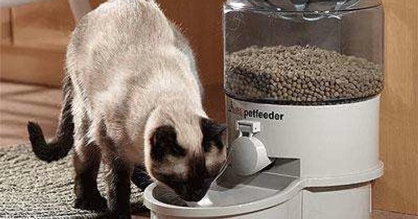 The Best Automatic Cat Feeders | List of Auto Food Bowls ...