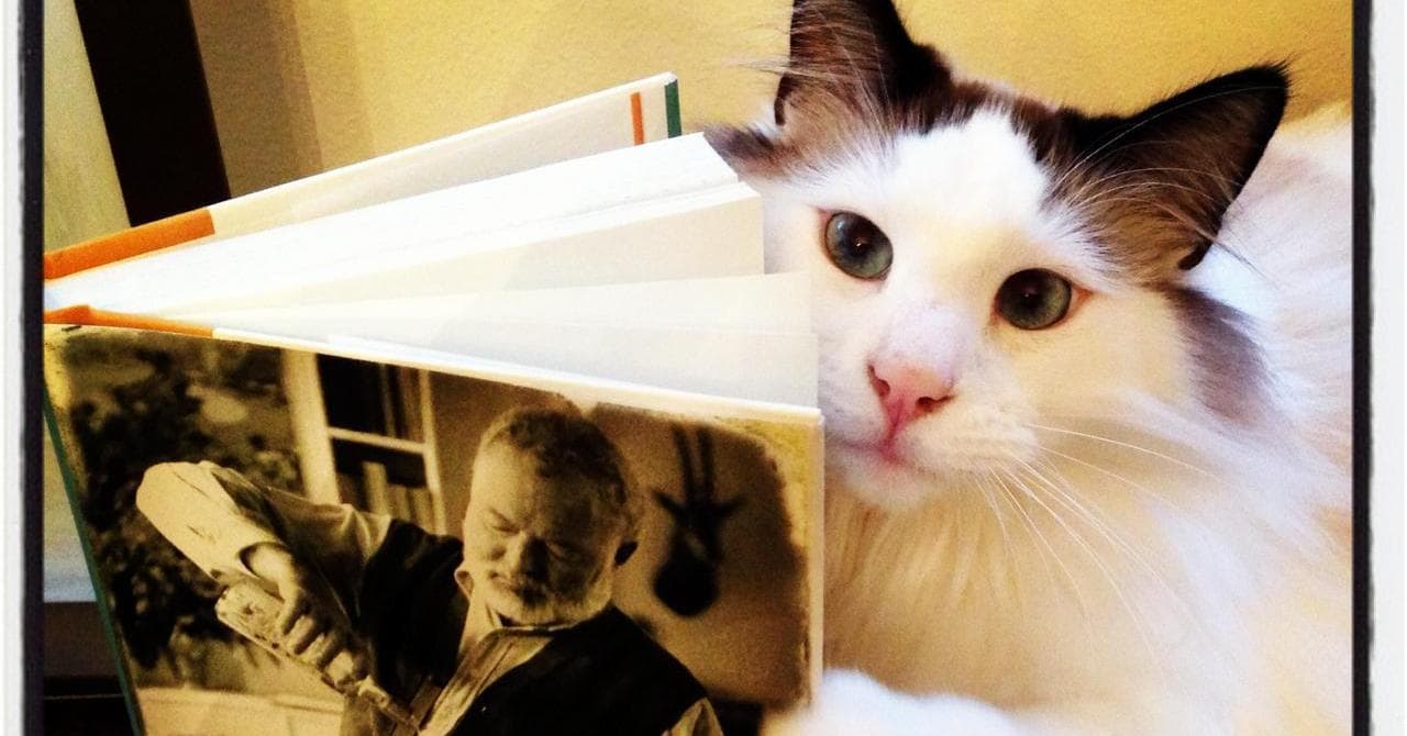 Best Books About Cat Care List of Cat Care Books