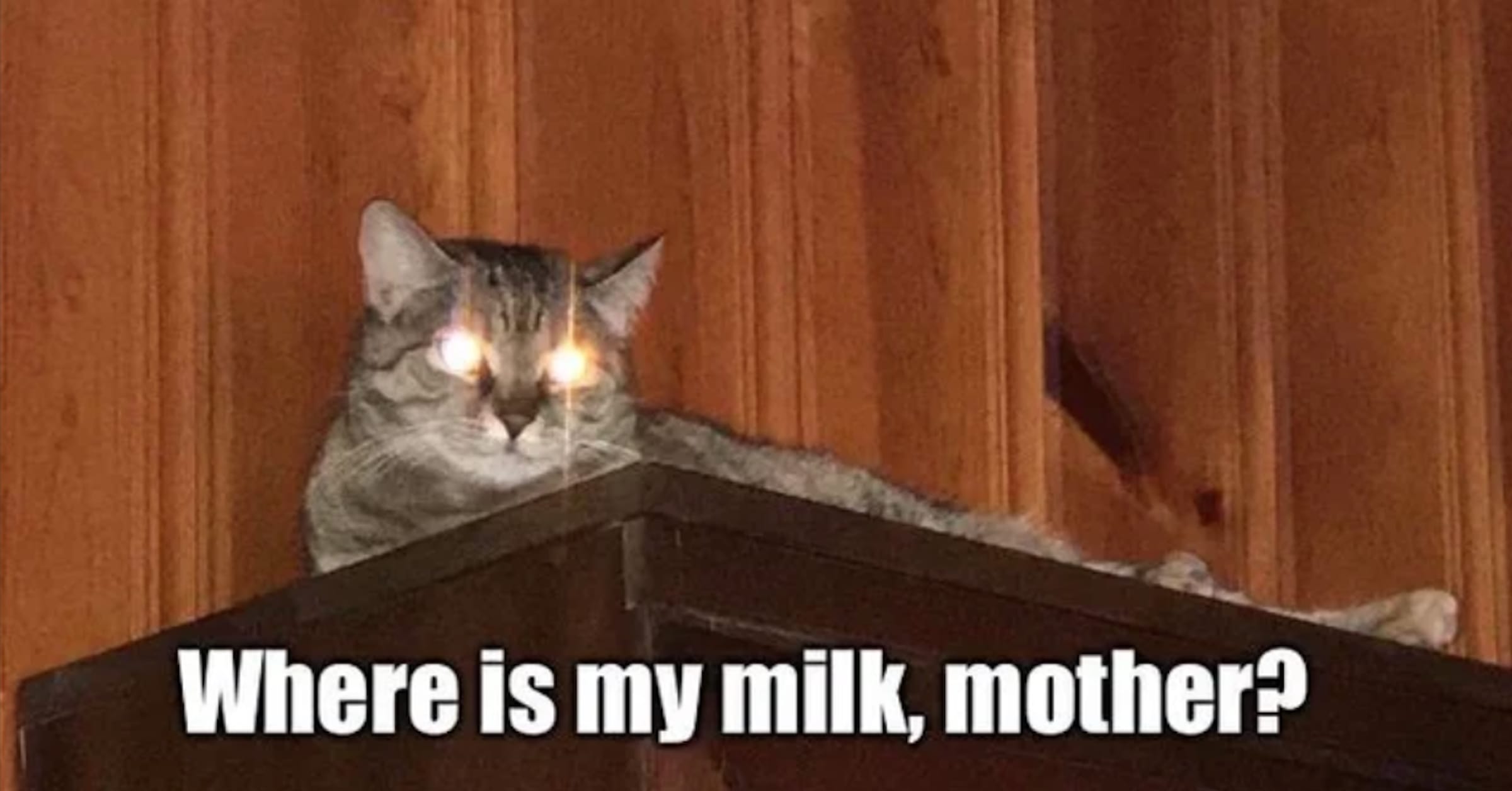 10 of the Most Famous Cat Memes as of 2020