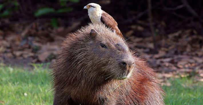 Everyone Loves a Capybara