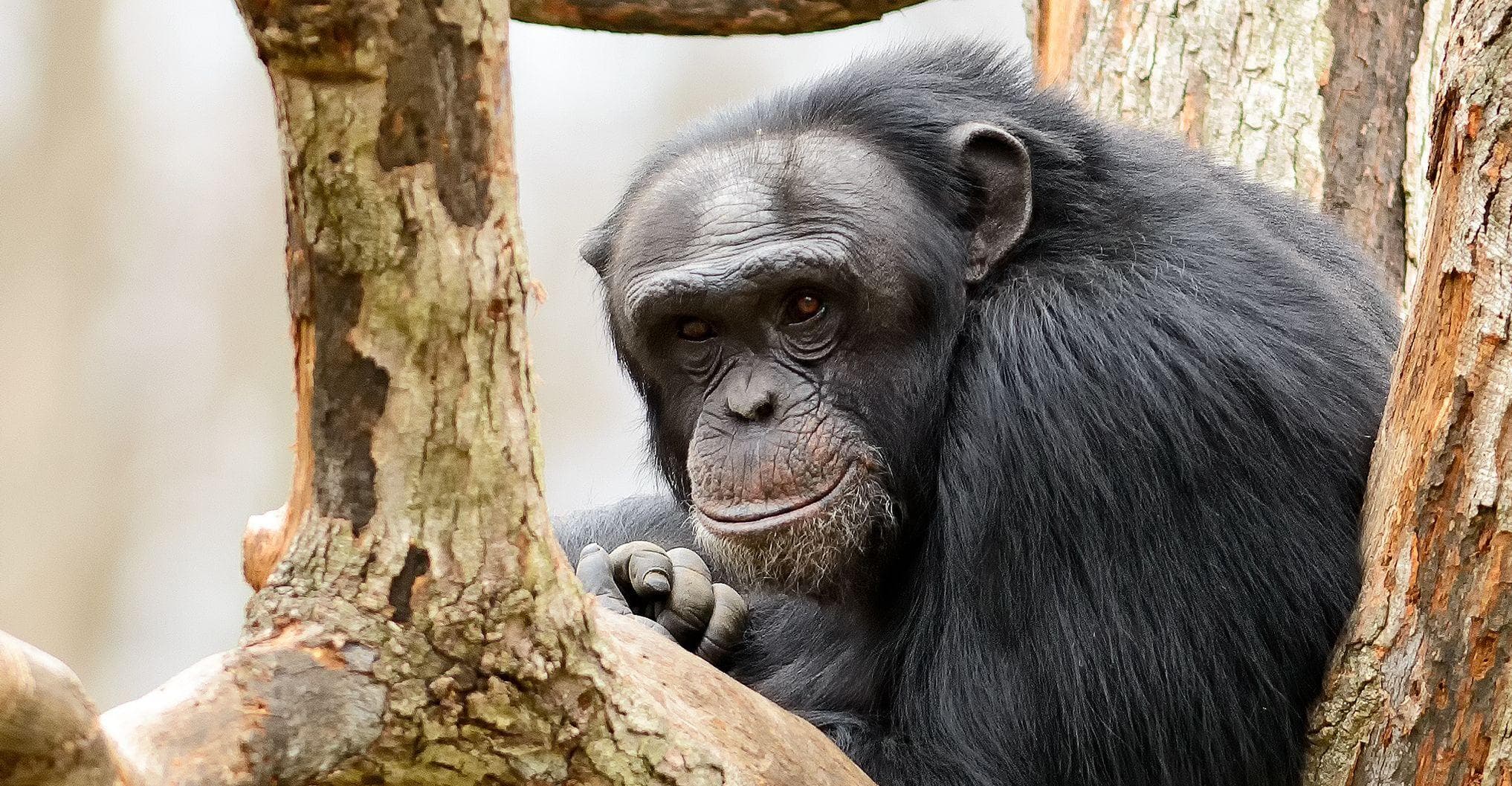 Chimpanzee Attack Before And After