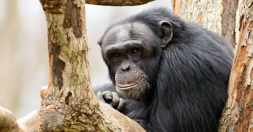 pet chimpanzee