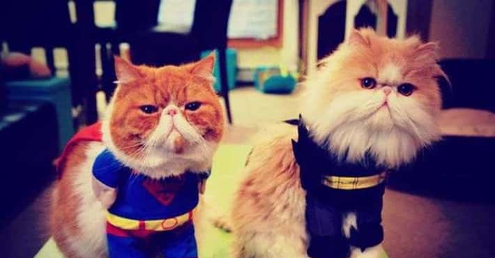 Super Kitties Ready to Save the Day