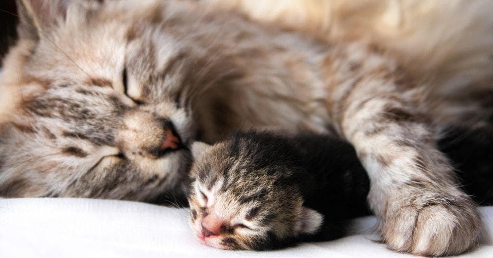 Cats and Kittens Pics | Mother Cat with Kitten Photos