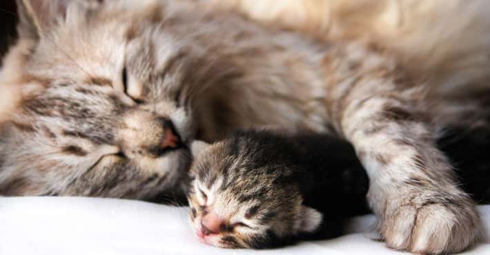 Kitties & Kittens