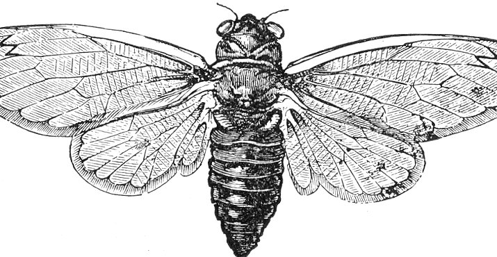 No. 23 - Altoids Tin Cicada Pin