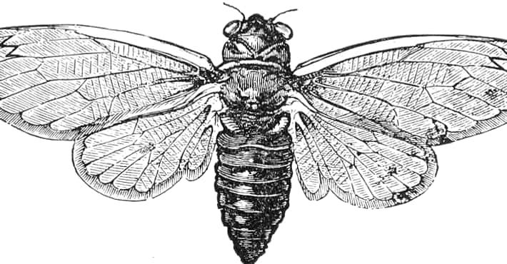 The Cicada 3301 Puzzle