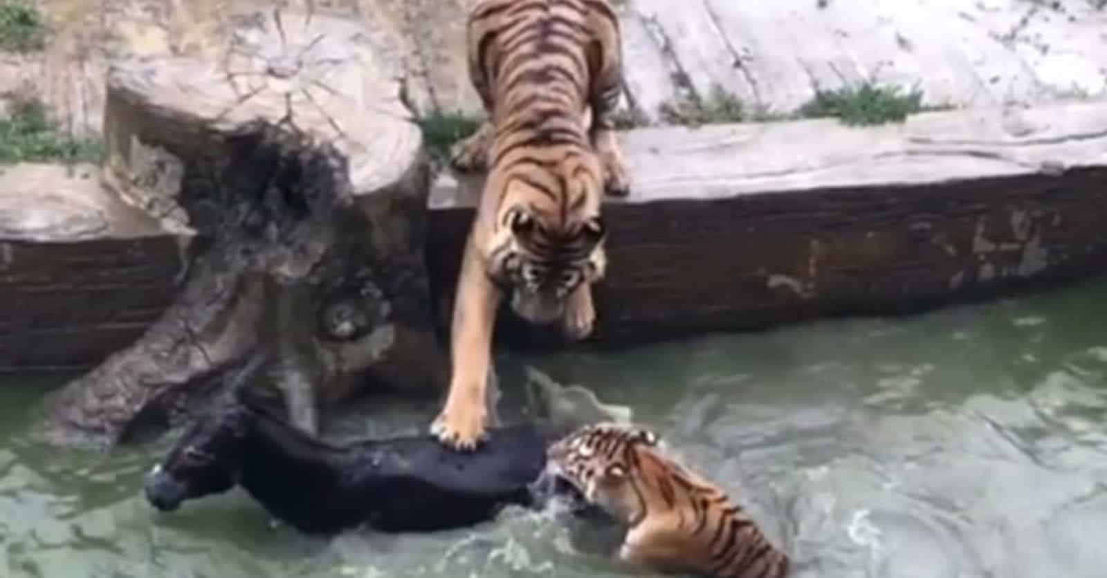 Zookeepers Share The Horrifying Stories Of Resident Animals Eating Each Other