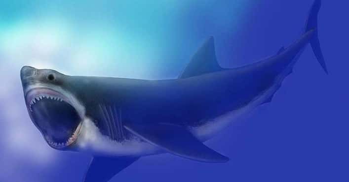 The Formidable Megalodon