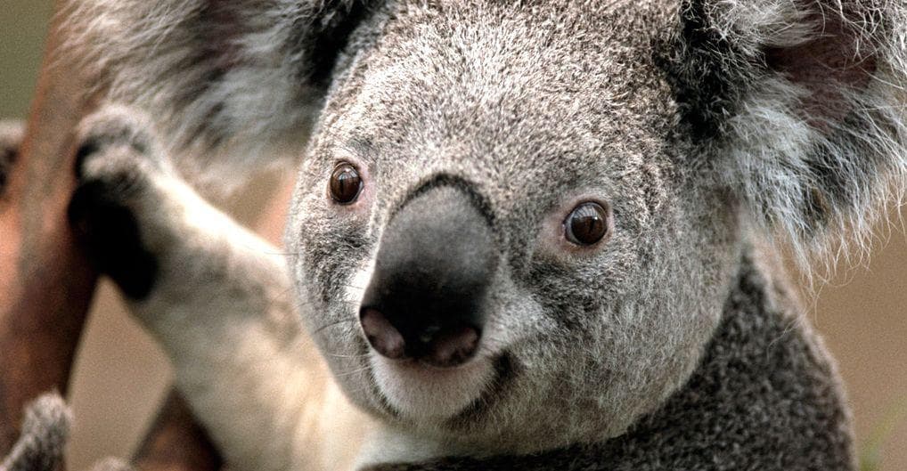 9 Terrifying Facts About Koalas - A Miserable and Hateful Animal
