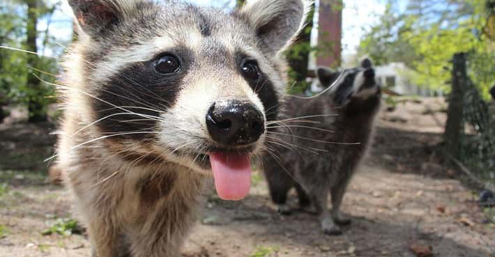 Raccoons Are Crafty Trash Bandits