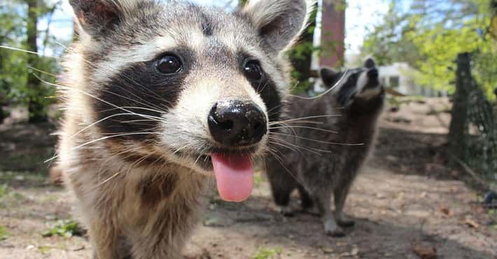 Raccoons Are Crafty Trash Bandits