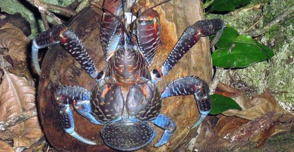 giant coconut crabs edible