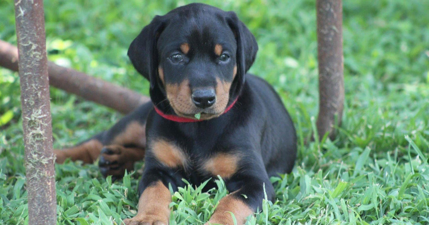 puppy doberman