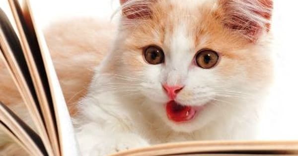 best books for cat lovers