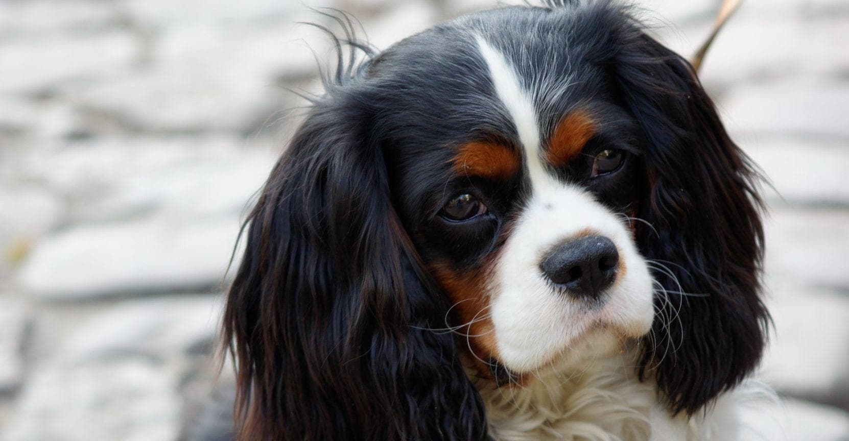 11 Disorders in Dogs That Are the Fault of Breeding