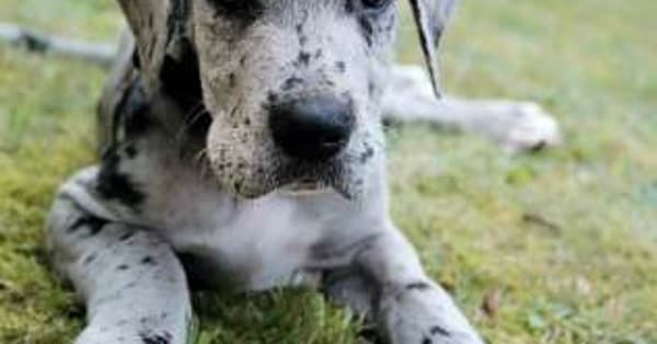 Blue merle outlet great dane puppies