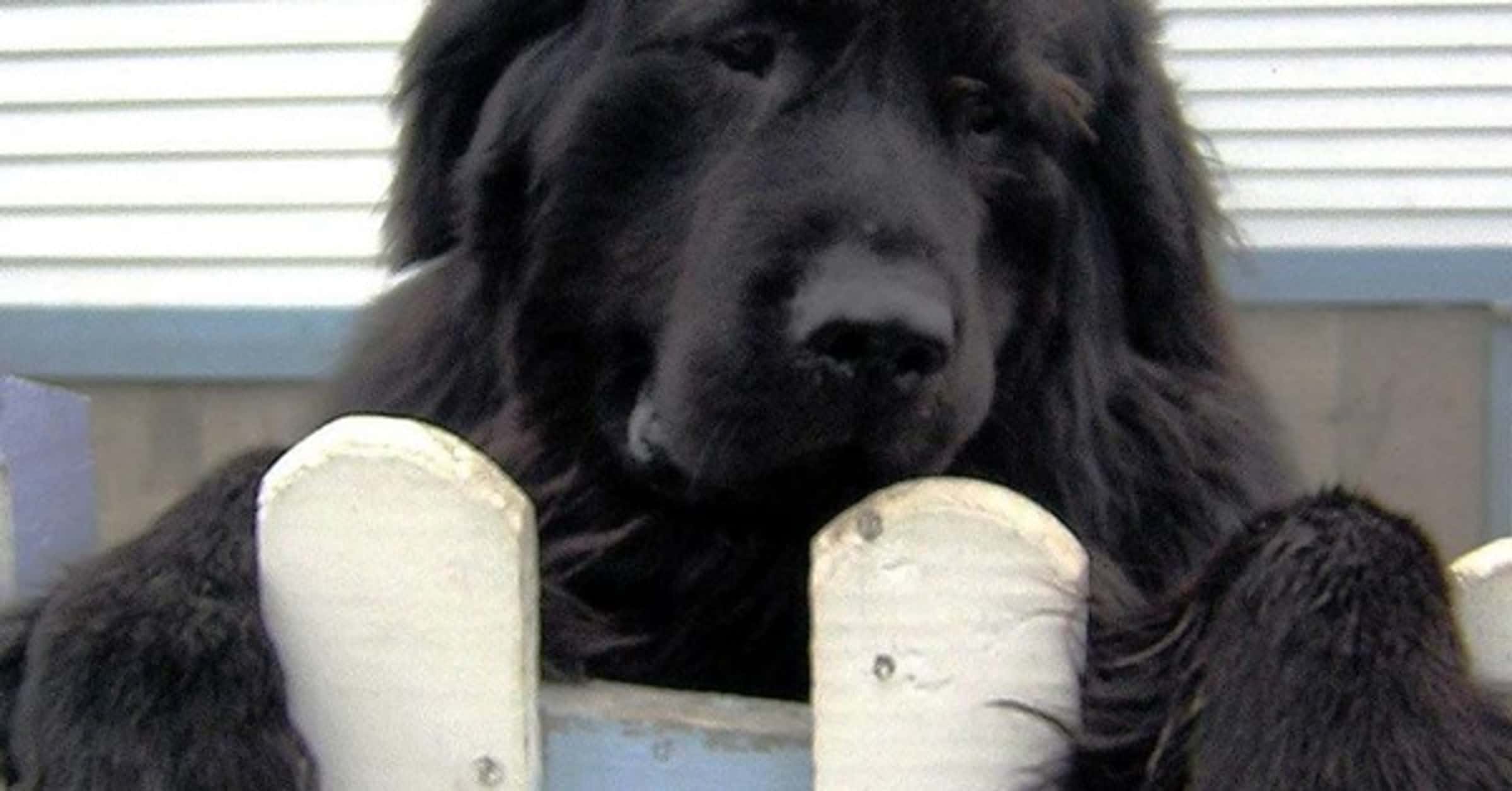 are newfoundland dogs barkers