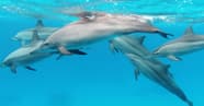 Dark Disturbing Facts About Dolphins