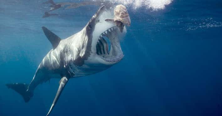 The Devastating Effects of 'Jaws' on Real Sharks