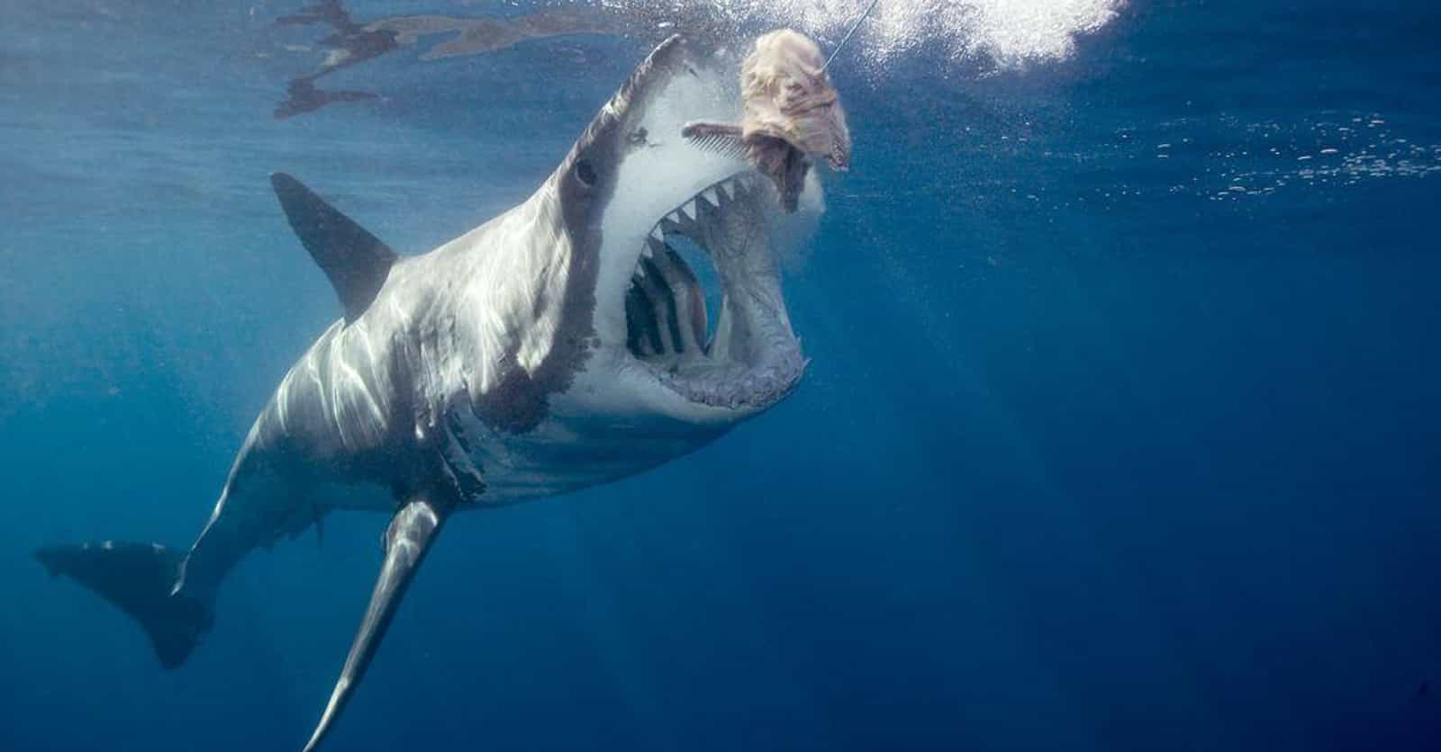 'Jaws' Made Us Believe Some Ludicrous Shark Myths—And It Had Devastating Real-World Effects