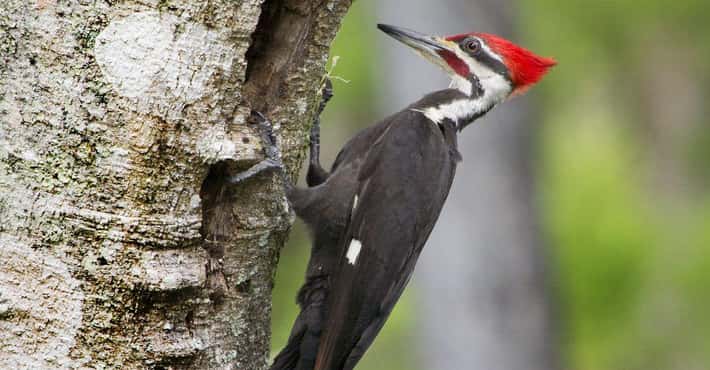 A Woodpecker Tongue Wraps Around Its Brain