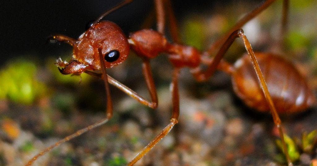 7 Incredible Facts You Probably Didn’T Know About Ants – CUII
