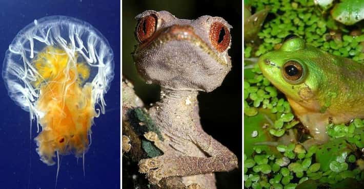 16 Weird Animal Names That Have Us Scratching O...