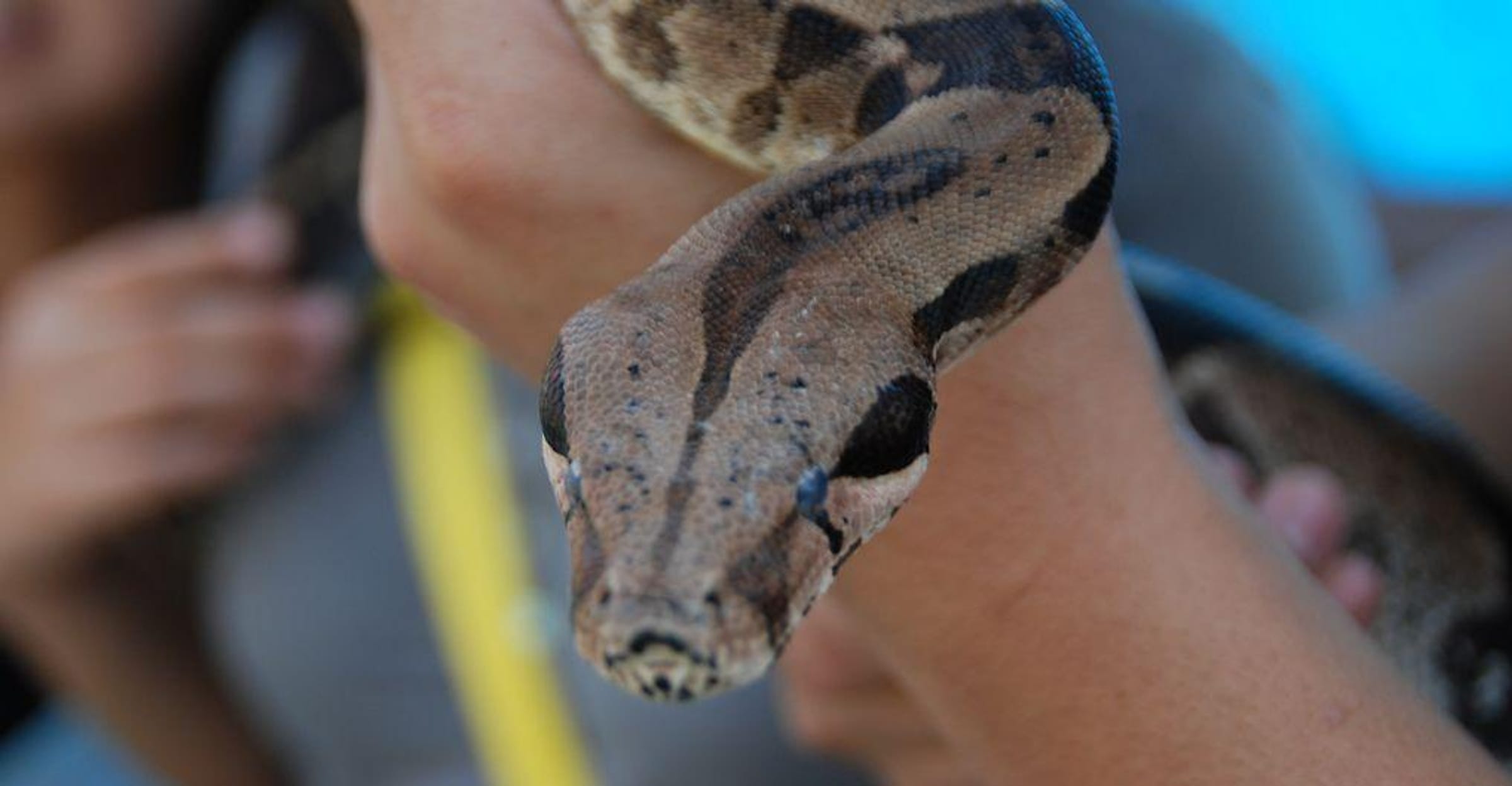 30 Snakes, Nope Ropes, And Danger Noodles That Are Too Cute To Pass By