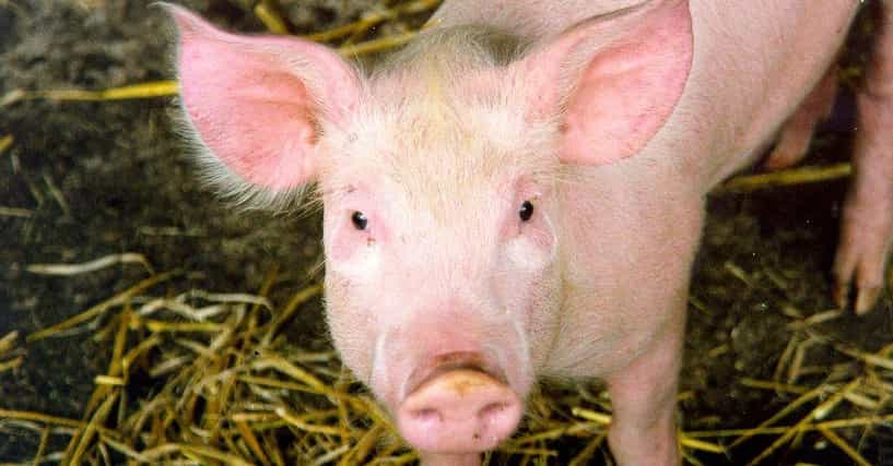 Funny Pig Names List Of Cute Names For Pigs,Meatloaf Recipe With Bacon