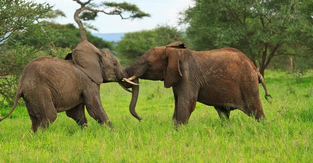 The Best Animals That Start With E, Ranked By Votes