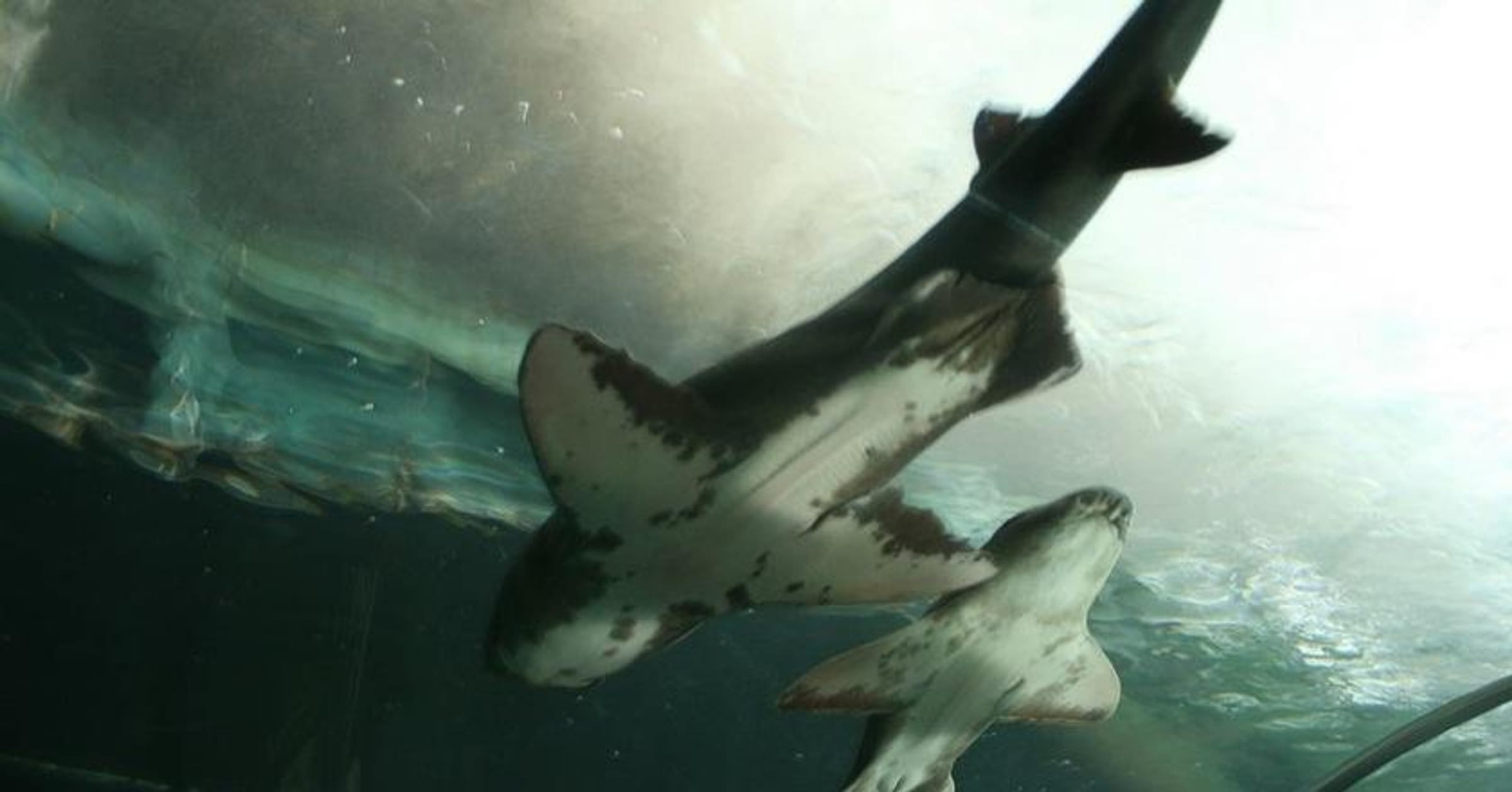 The 12 Most Dramatic Meltdowns on Shark Tank
